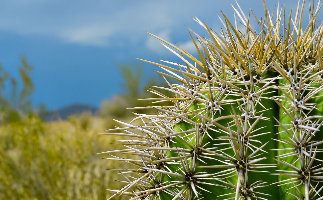 Exploring the Unique Desert Flora of the Southwest